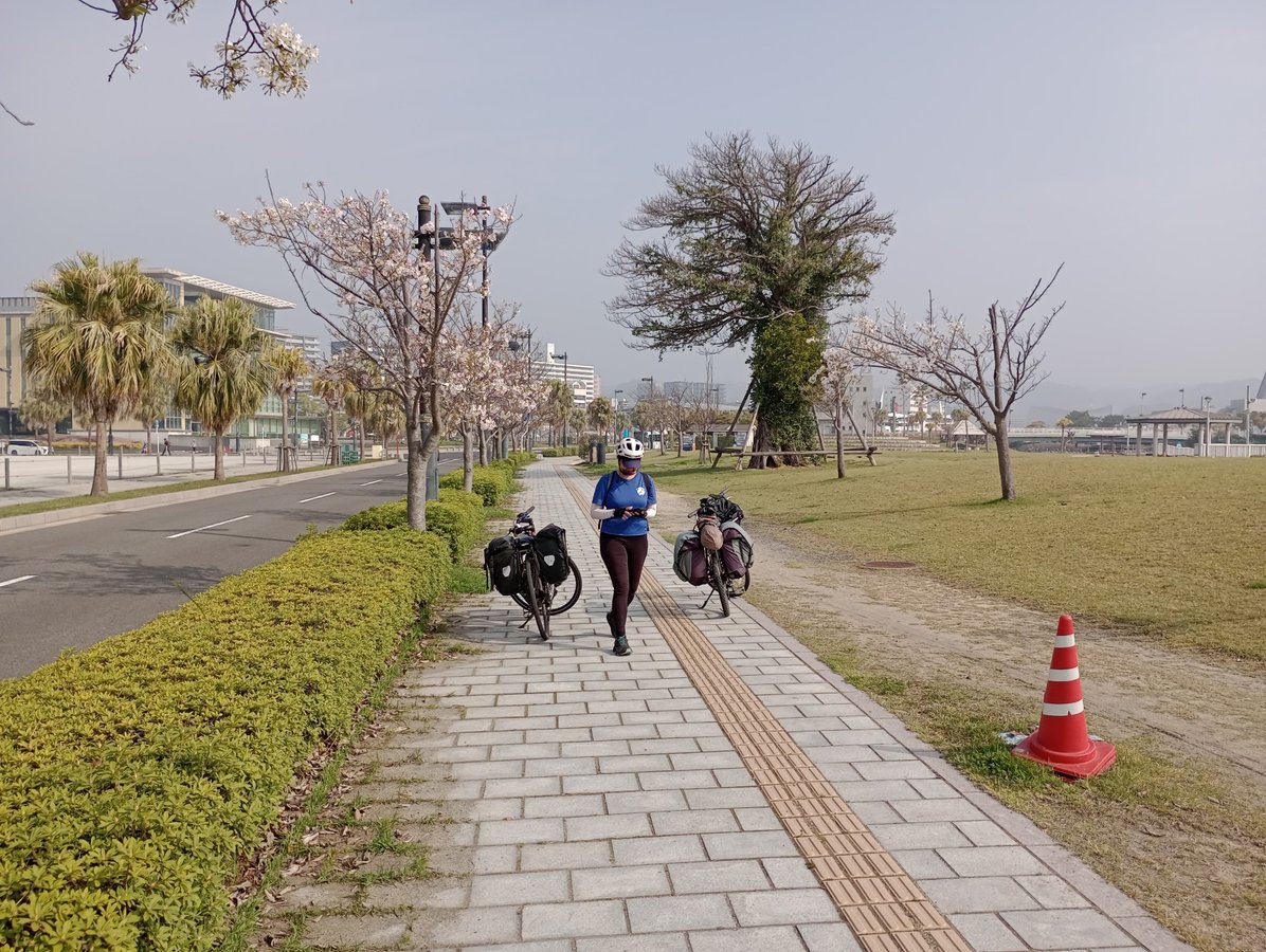 Cherry blossom!, Japón