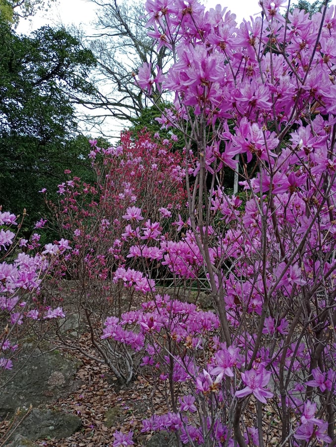 More gardens, Giappone