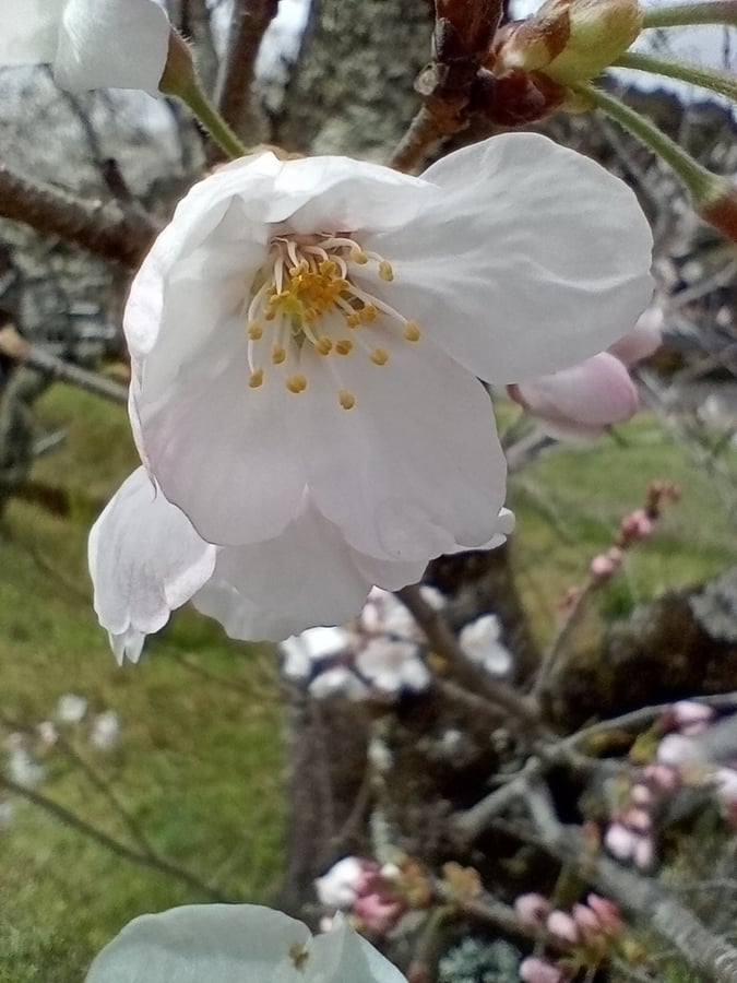 31 March 2026 - 12:04, Giappone
