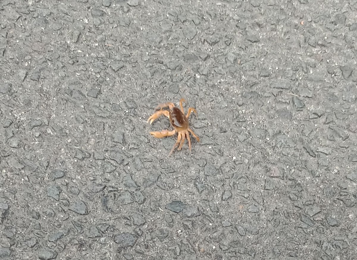 Unexpected wildlife at 184m a.s.l., Giappone