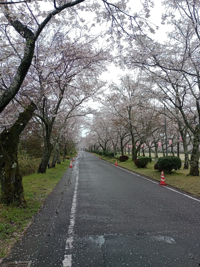 Kirschblüten im Tomodachi-Park, Isa, Japan