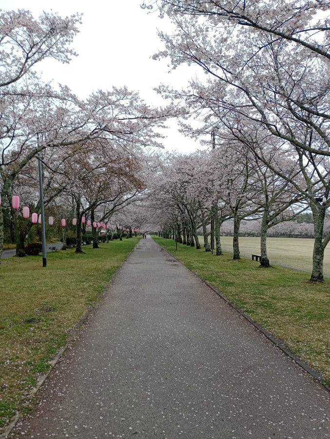 Kirschblüten im Tomodachi-Park, Isa, Japan
