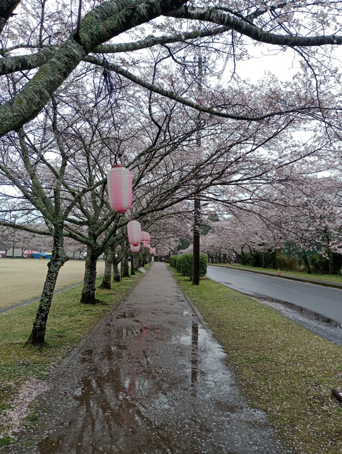 Kirschblüten im Tomodachi-Park, Isa, Japan