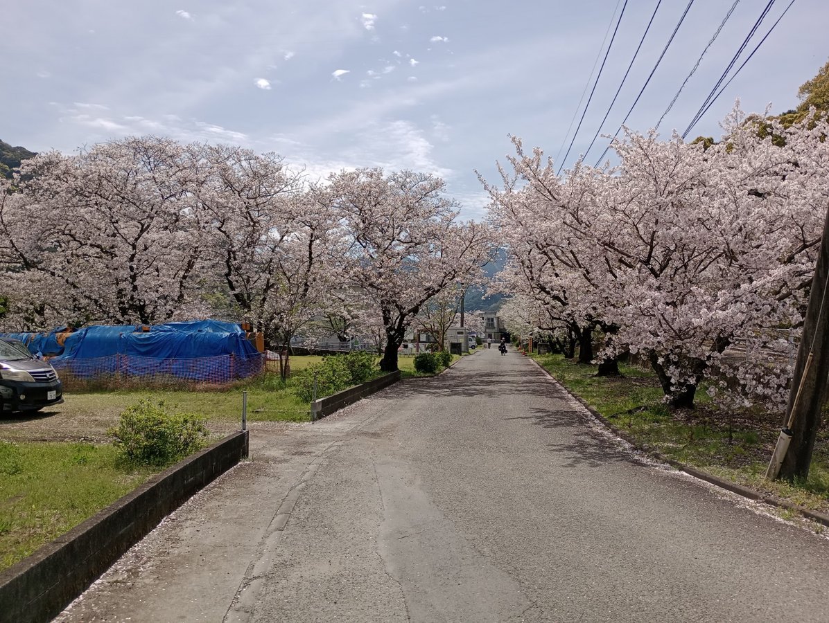 Noch mehr Kirschblüten!, Japan