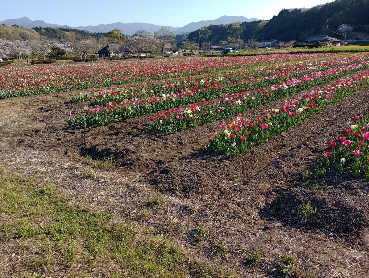 Des tulipes !, Japon