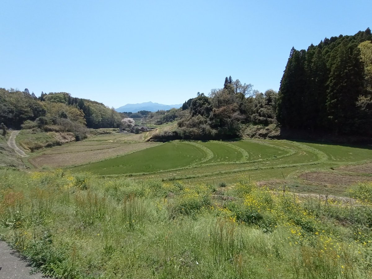 Risaie, Giappone