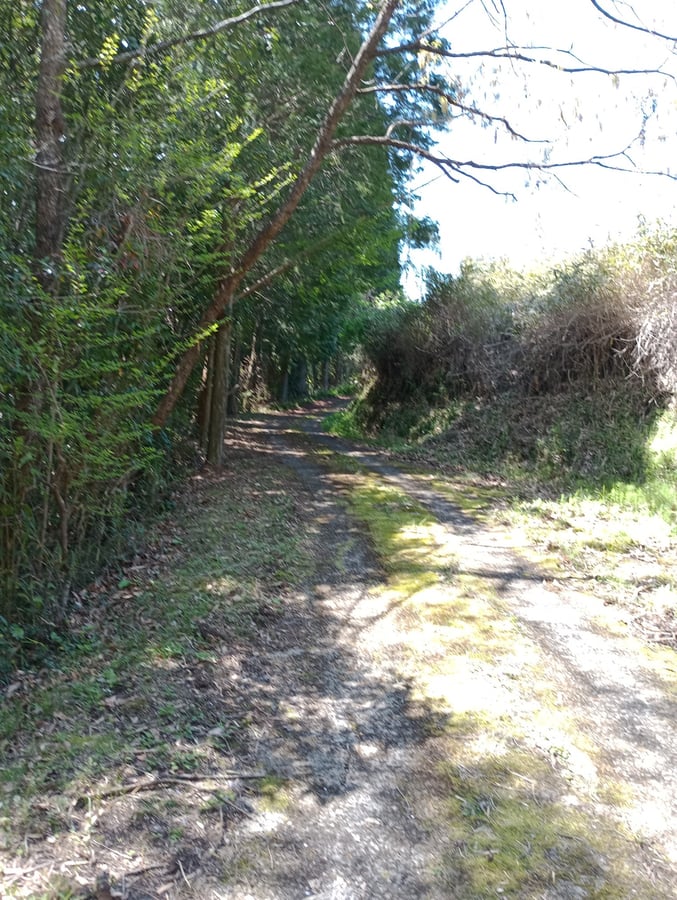 Fuori dai sentieri battuti!, Giappone