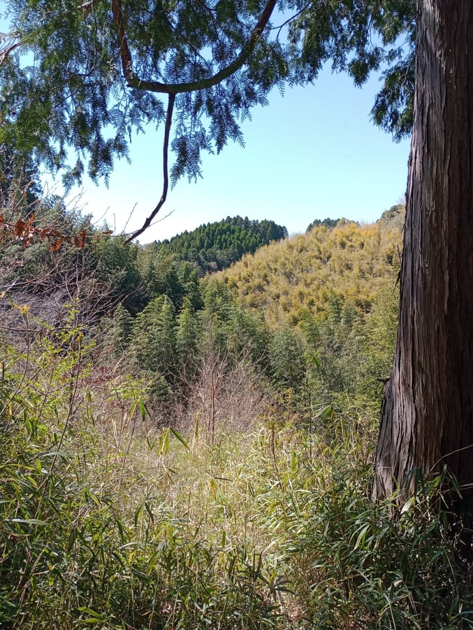 Passeggiata verso il tempio Fukoji, Giappone