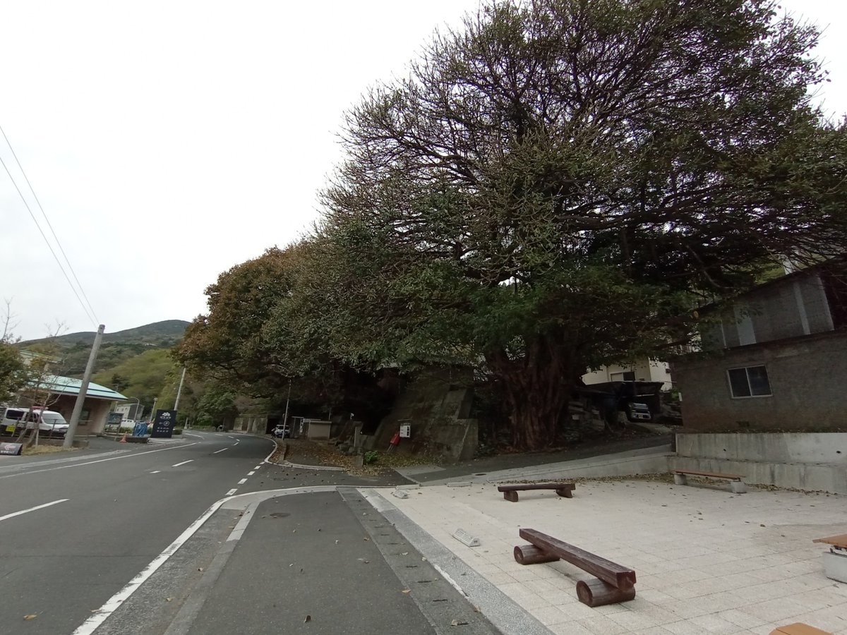 Japanische Meeresfeigenbäume, Japan