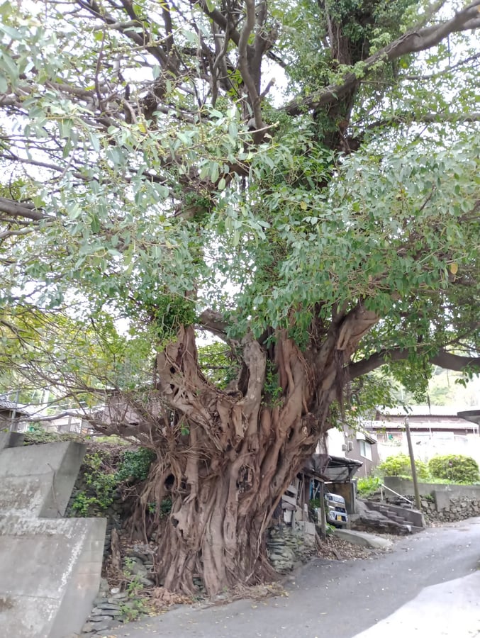 Japanische Meeresfeigenbäume, Japan