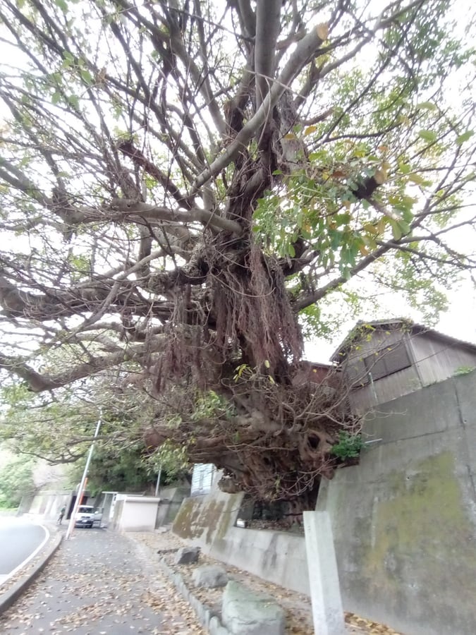 Japanische Meeresfeigenbäume, Japan