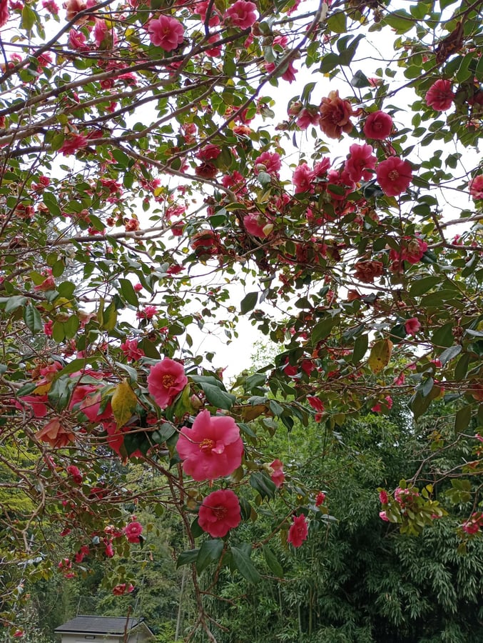 14 April 2026 - 09:48, Japan
