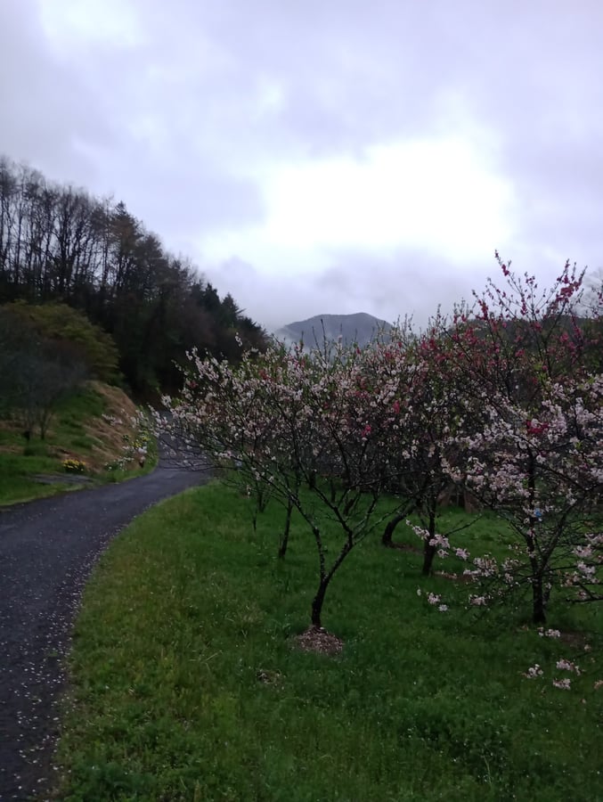 15. April 2026 - 18:38 Uhr, Japan