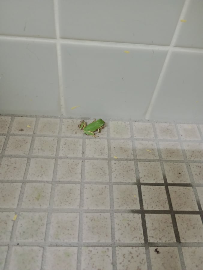 Kleiner Frosch im Badezimmer, Japan