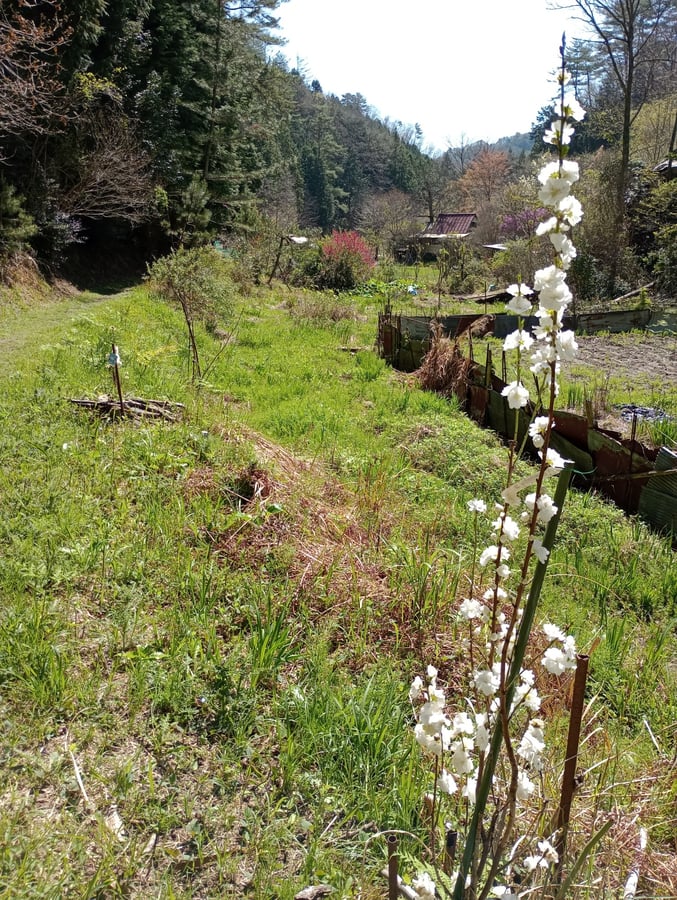 16 aprile 2026 - 09:58, Giappone