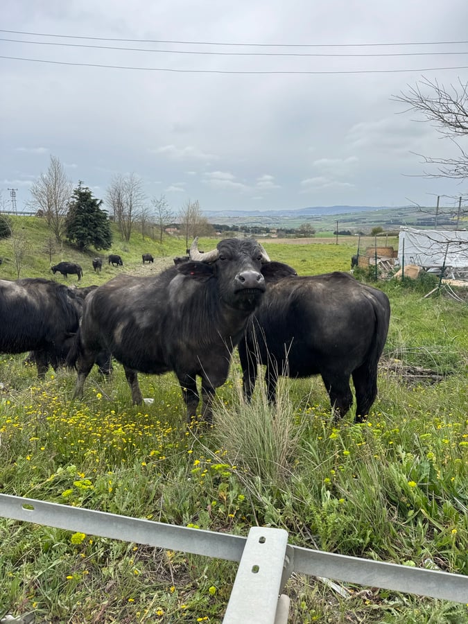 Cattle by the big road to Istanbul, Türkiye