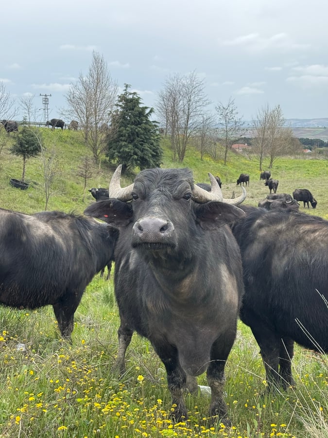 Cattle by the big road to Istanbul, Türkiye