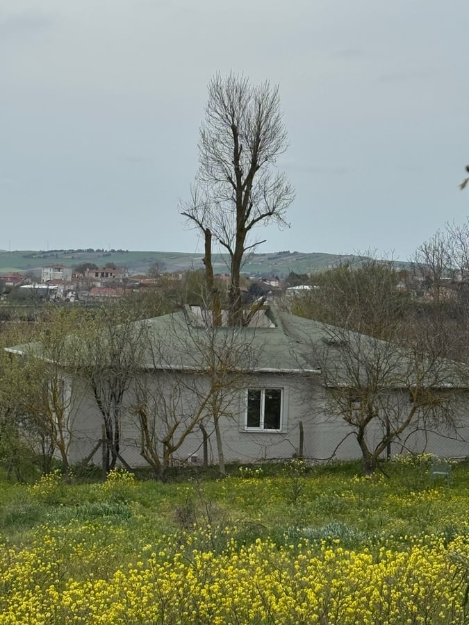 House built around a tree!, Türkiye