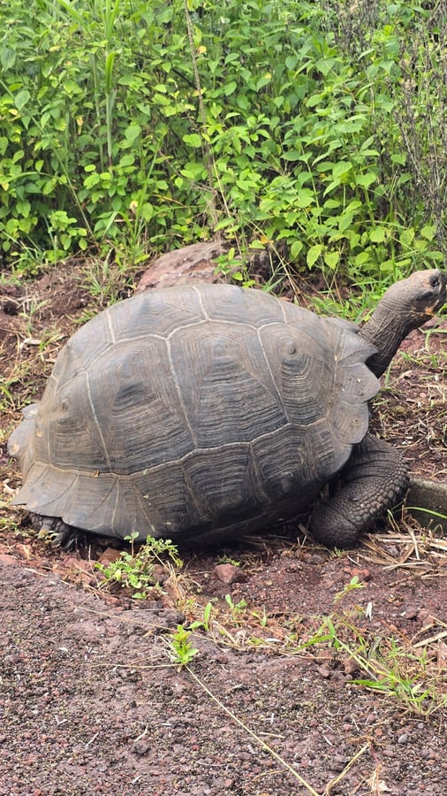 Les tortues géantes 🐢 se promènent, Équateur