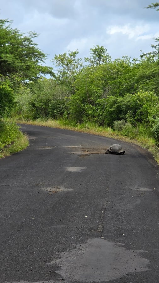 Les tortues géantes 🐢 se promènent, Équateur