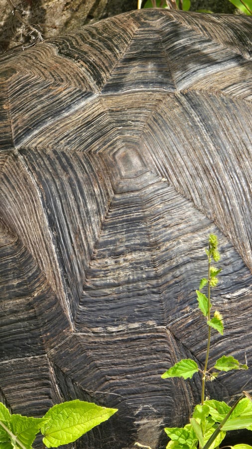 Les tortues géantes 🐢 se promènent, Équateur