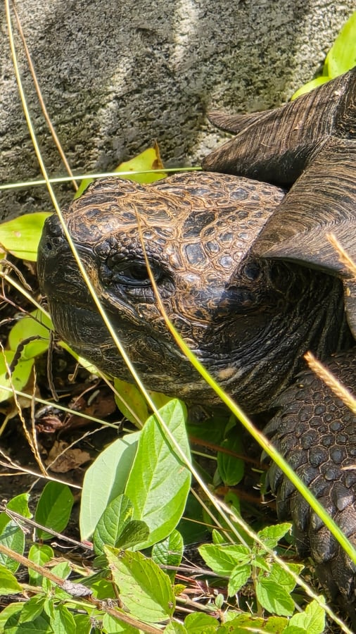 Giant tortoises 🐢 walk, Ecuador