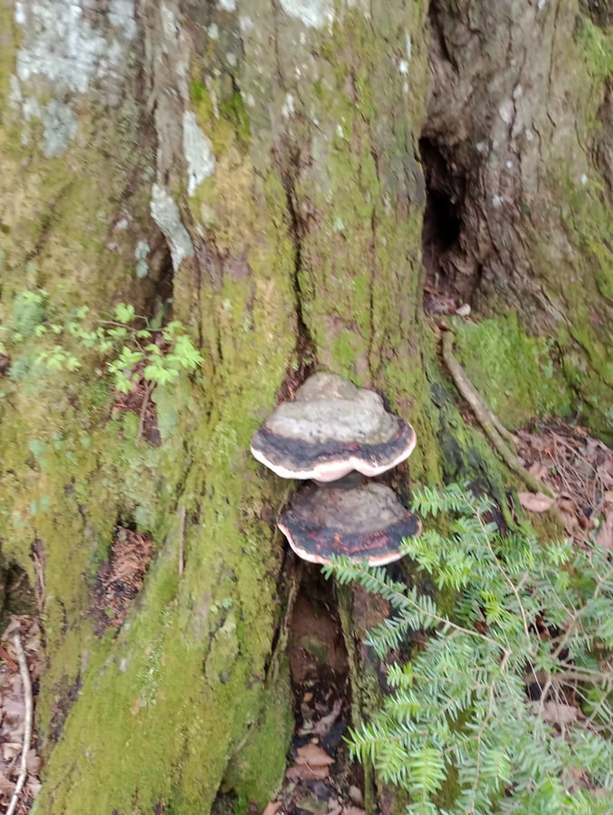 Uralter Pilz?, Japan