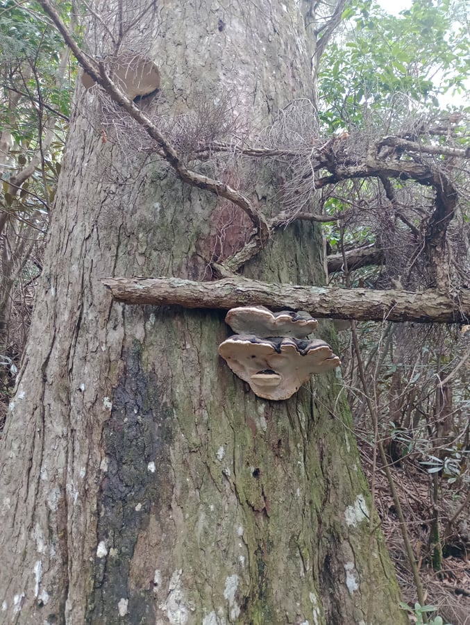 Uralter Pilz?, Japan