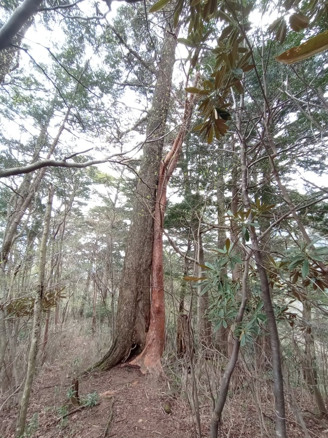 Farbenfrohe Baumkombination, Japan