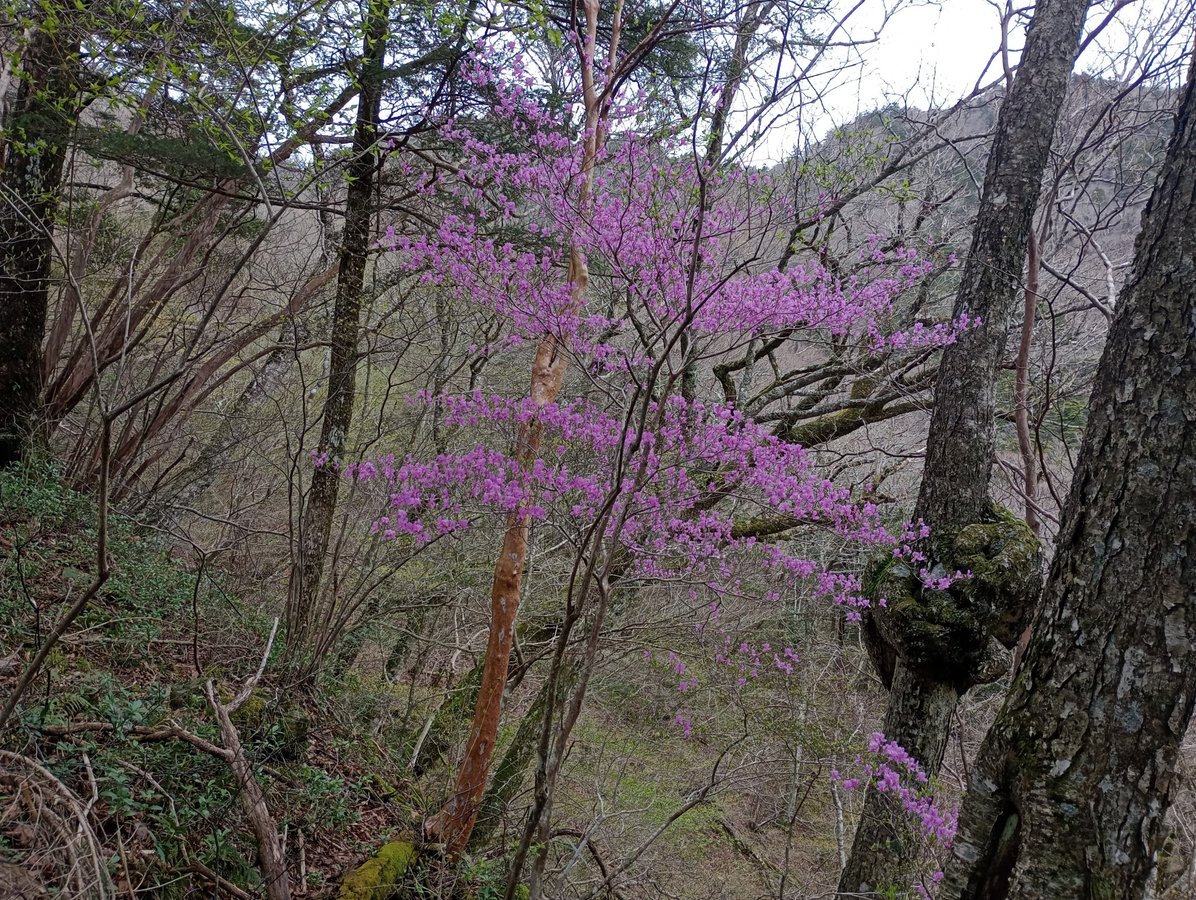 Blüte, Japan
