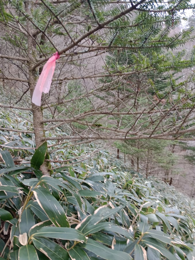 Abgeklebte Spur, Japan