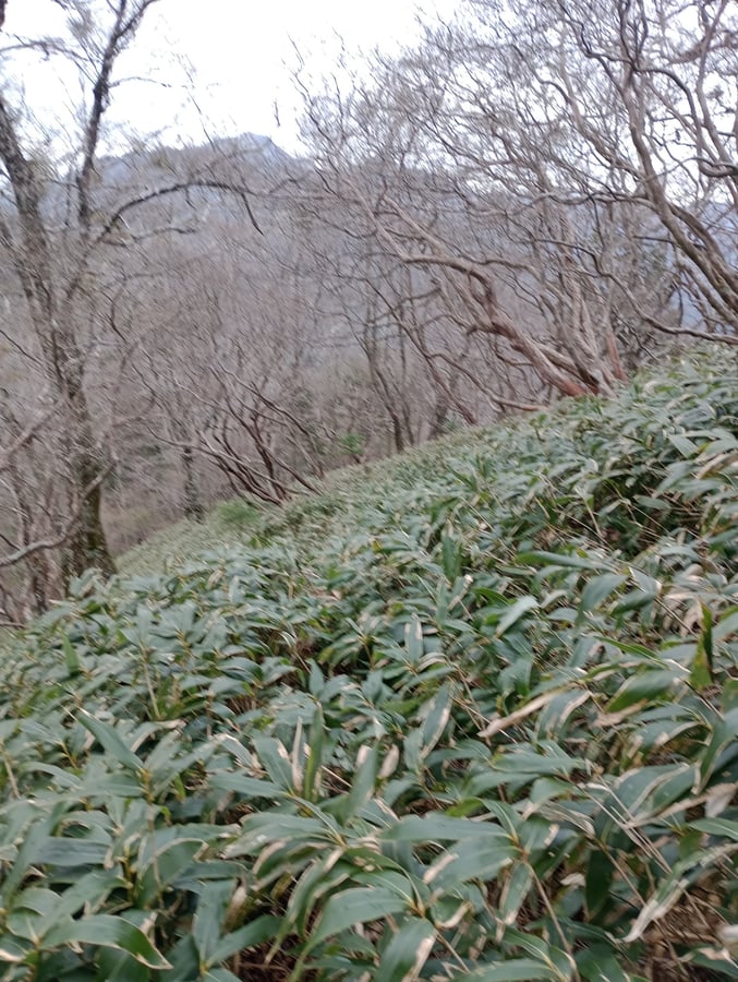 Abgeklebte Spur, Japan