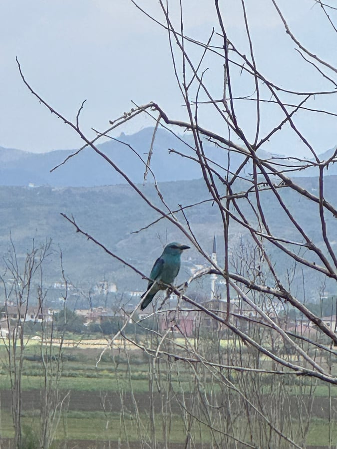 European Roller, Albania