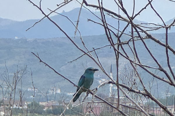 Birding Albania April/May 2026
