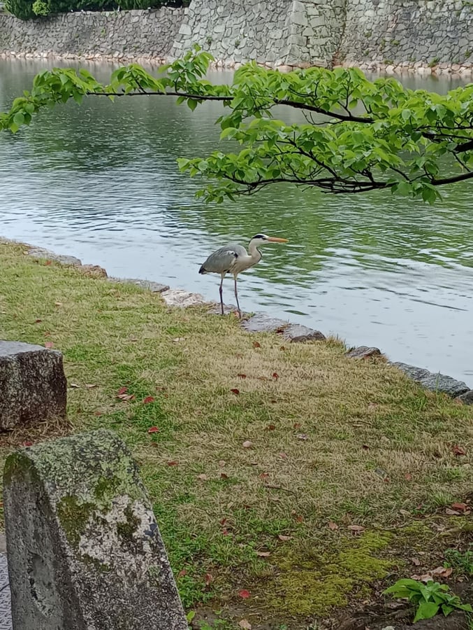 Castle grounds, Japan