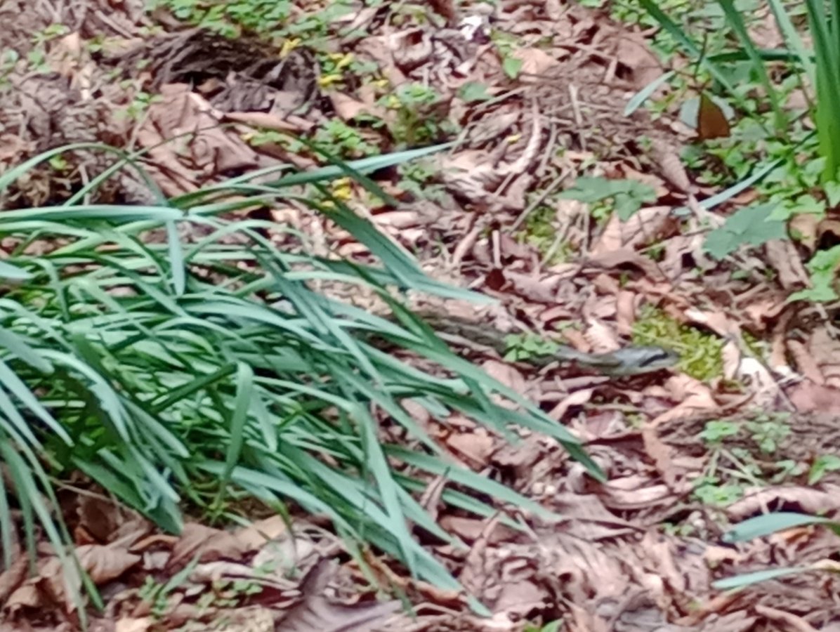 Serpente!, Giappone
