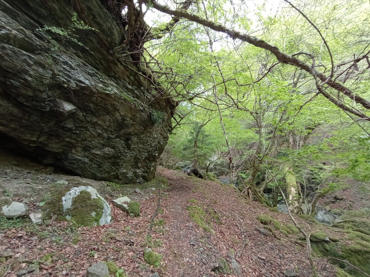 Breve passeggiata a monte, Giappone