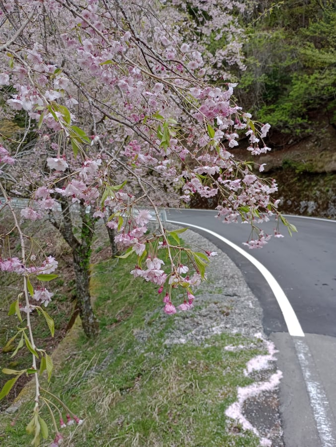 Hier oben blühen immer noch Kirschblüten!, Japan