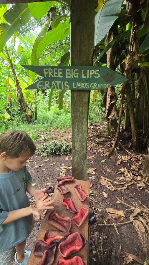 Highland View Ecofarm, Ecuador