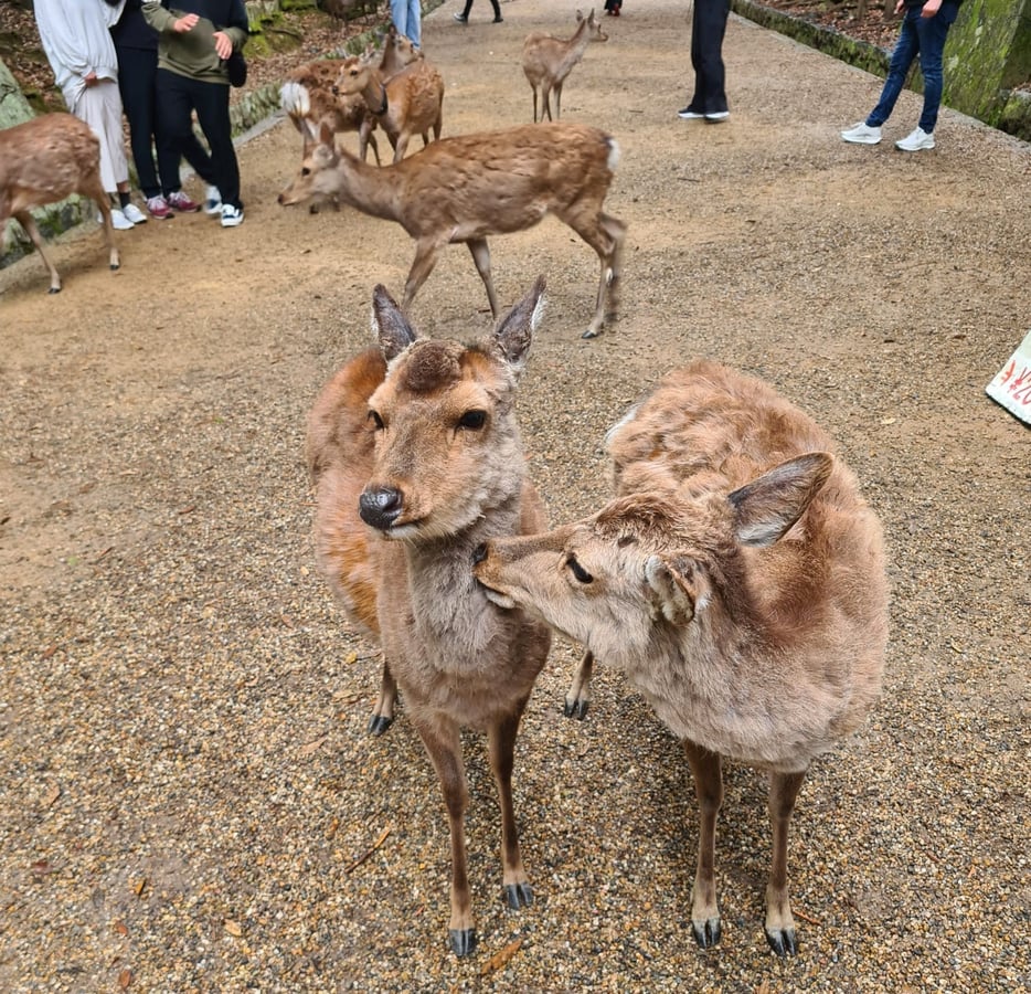 Nara Park, Japan