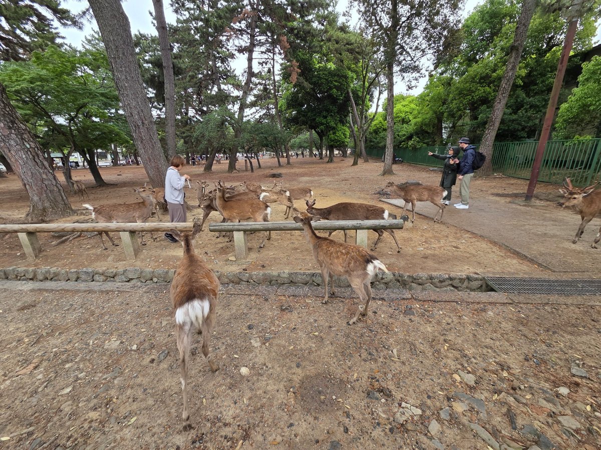 Parque de Nara, Japón