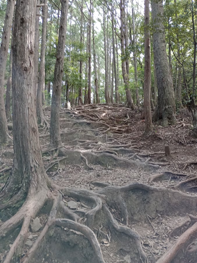 Raíces para pasos, Japón