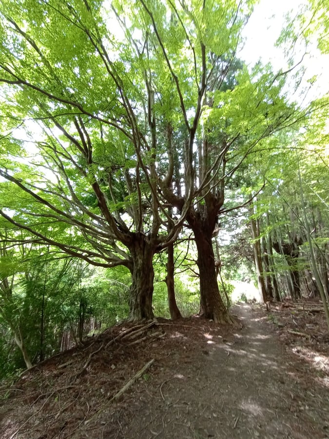 9 de mayo de 2026 - 11:37, Japón