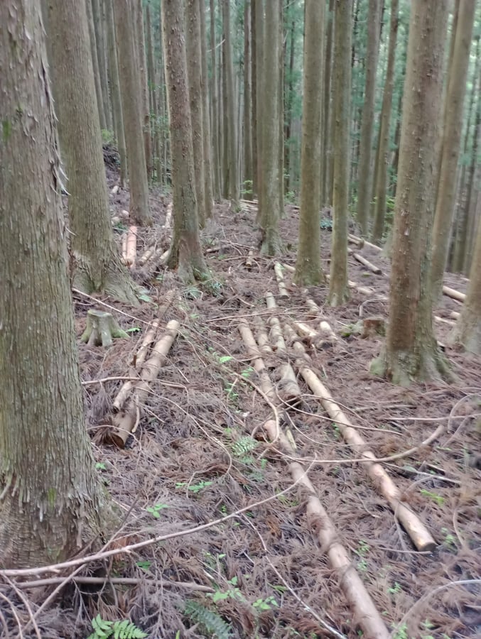¿Prevención de la erosión?, Japón