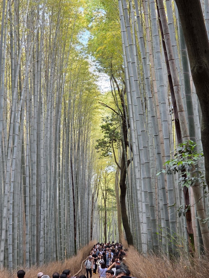 Arishiyama Bamboo Forest, Japan