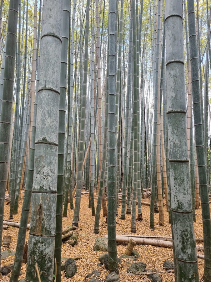 Bosque de bambú de Arishiyama, Japón