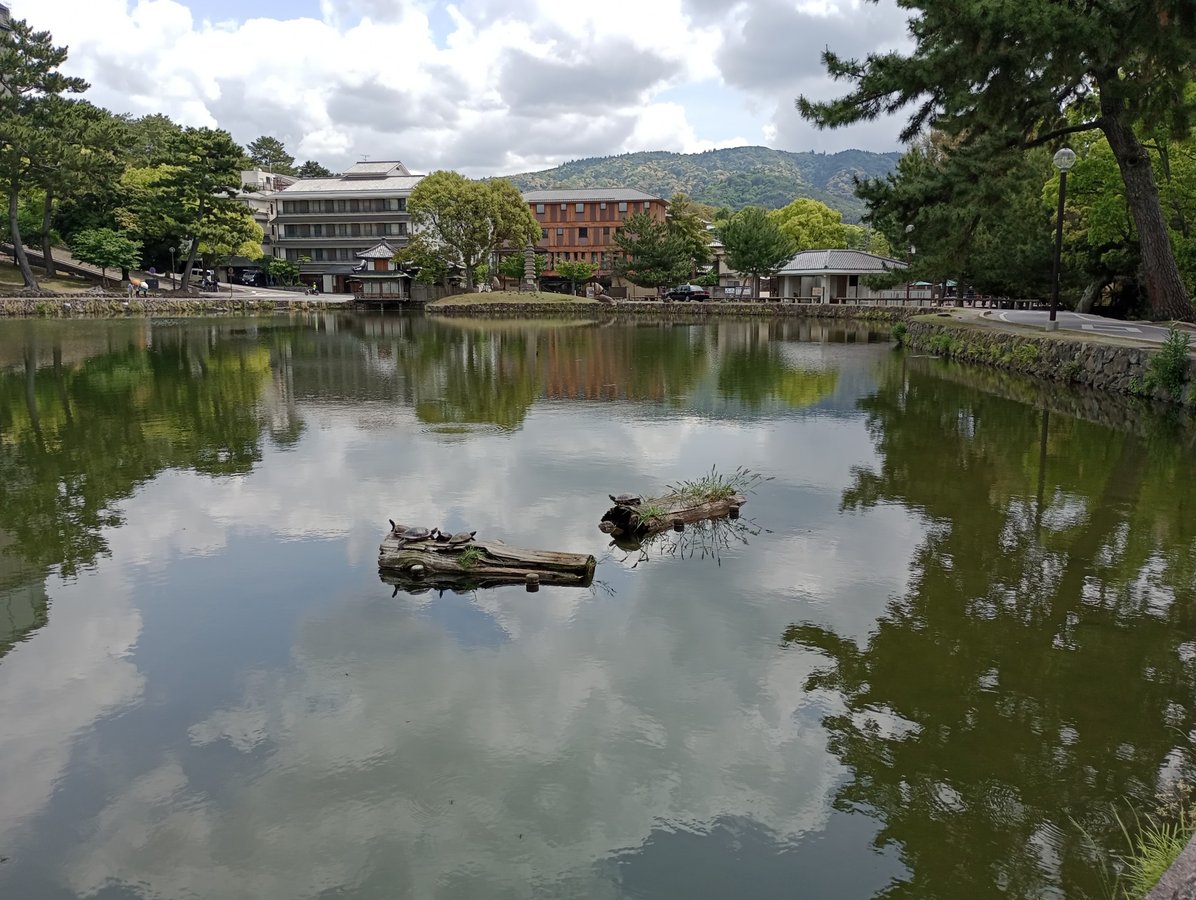 Sarusawa Pond, Japan