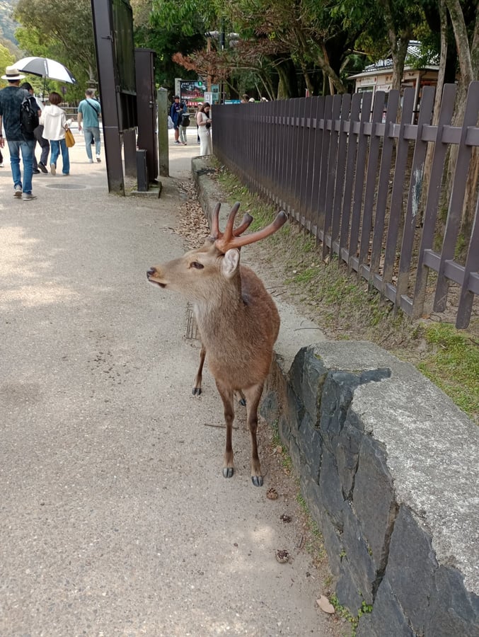 Nara National Museum, Japan