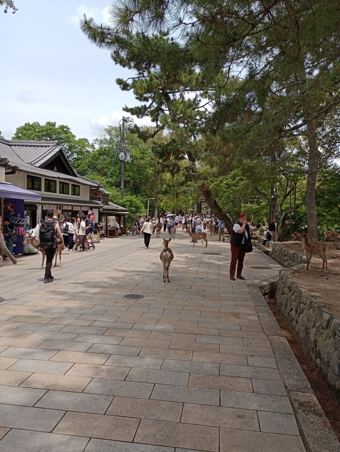 Todai-ji Temple, Japan