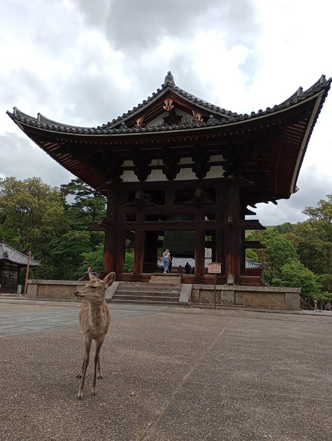 12 May 2026 - 12:17, Japan